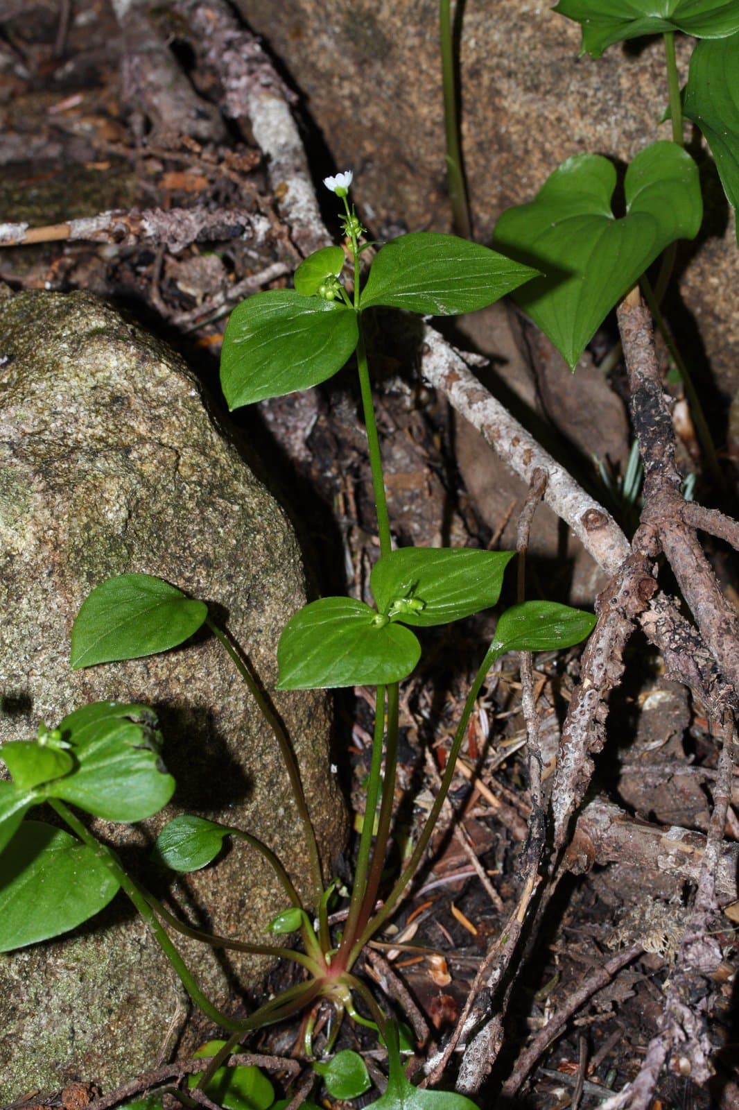 Claytonia sibirica L.