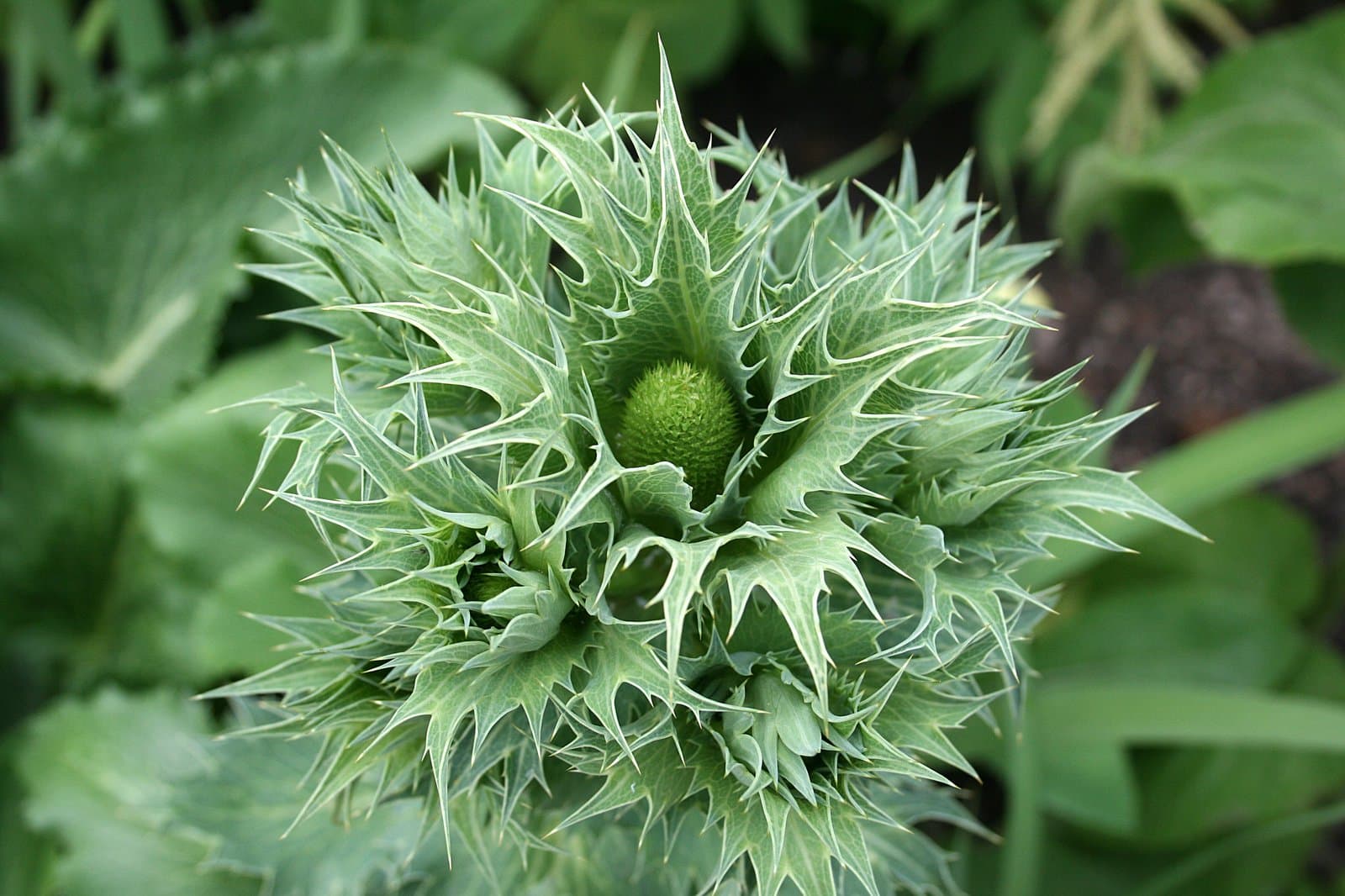 Eryngium giganteum M.Bieb.