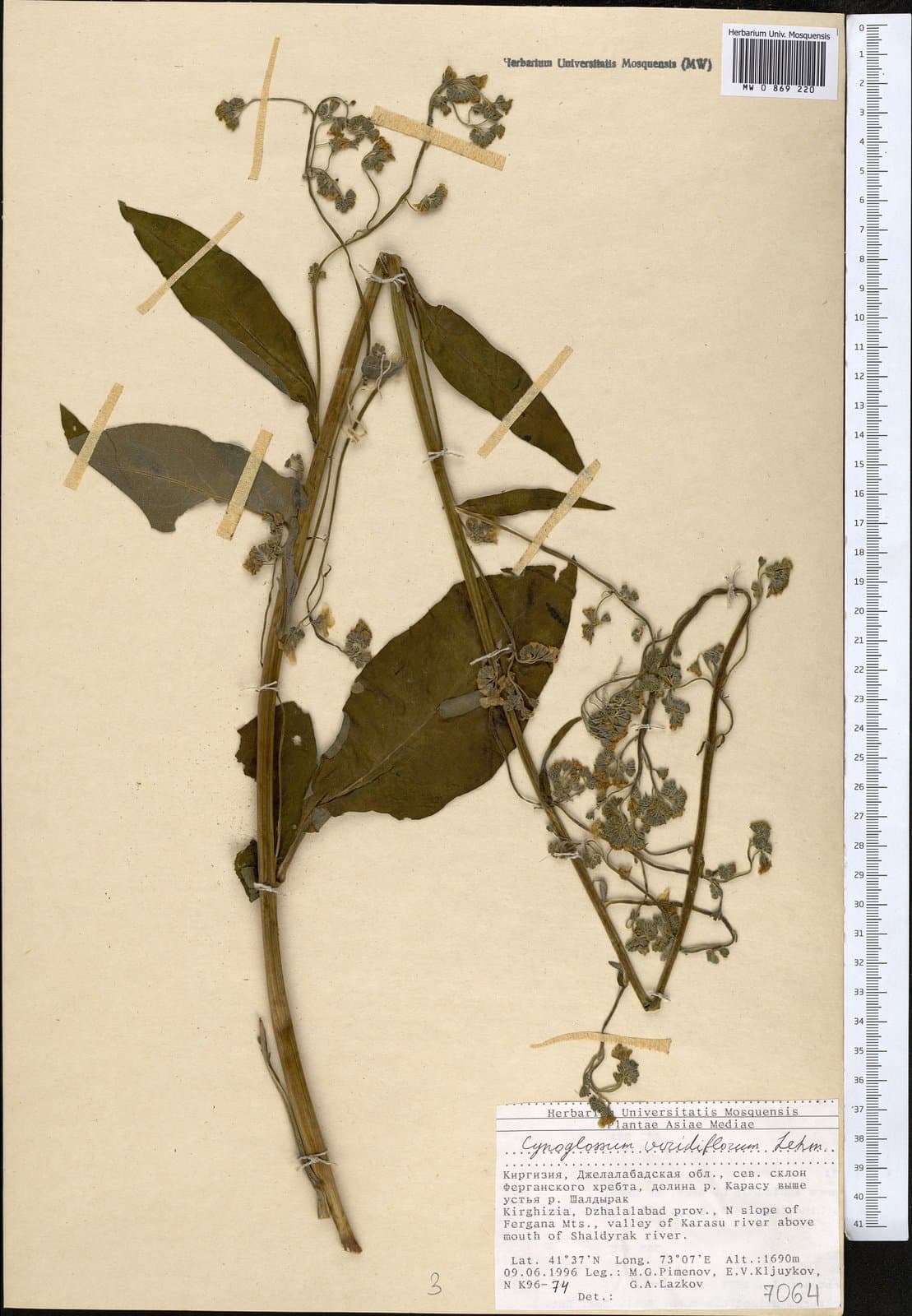 Cynoglossum viridiflorum Pall. ex Lehm.