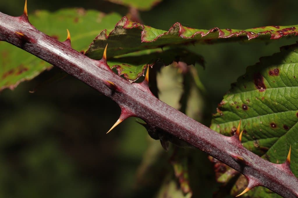Rubus nemoralis P.J.Müll.
