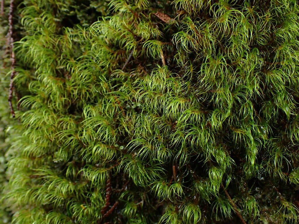 Dicranodontium uncinatum (Harv.) A.Jaeger