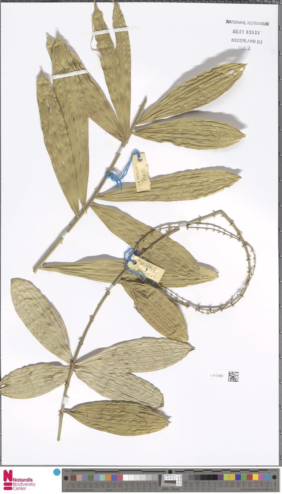 Calamus caesius Blume
