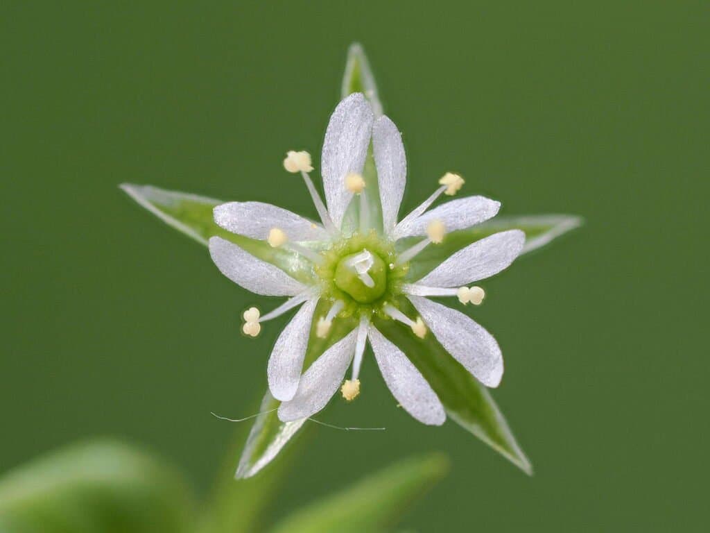 Stellaria alsine Grimm