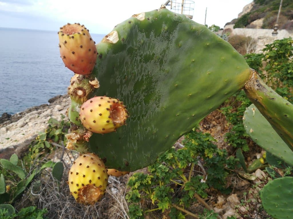 Opuntia ficus-indica (L.) Mill.