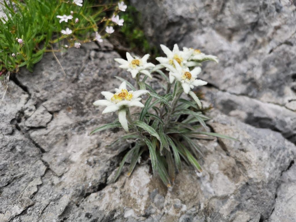 Leontopodium nivale (Ten.) A.Huet ex Hand.-Mazz.