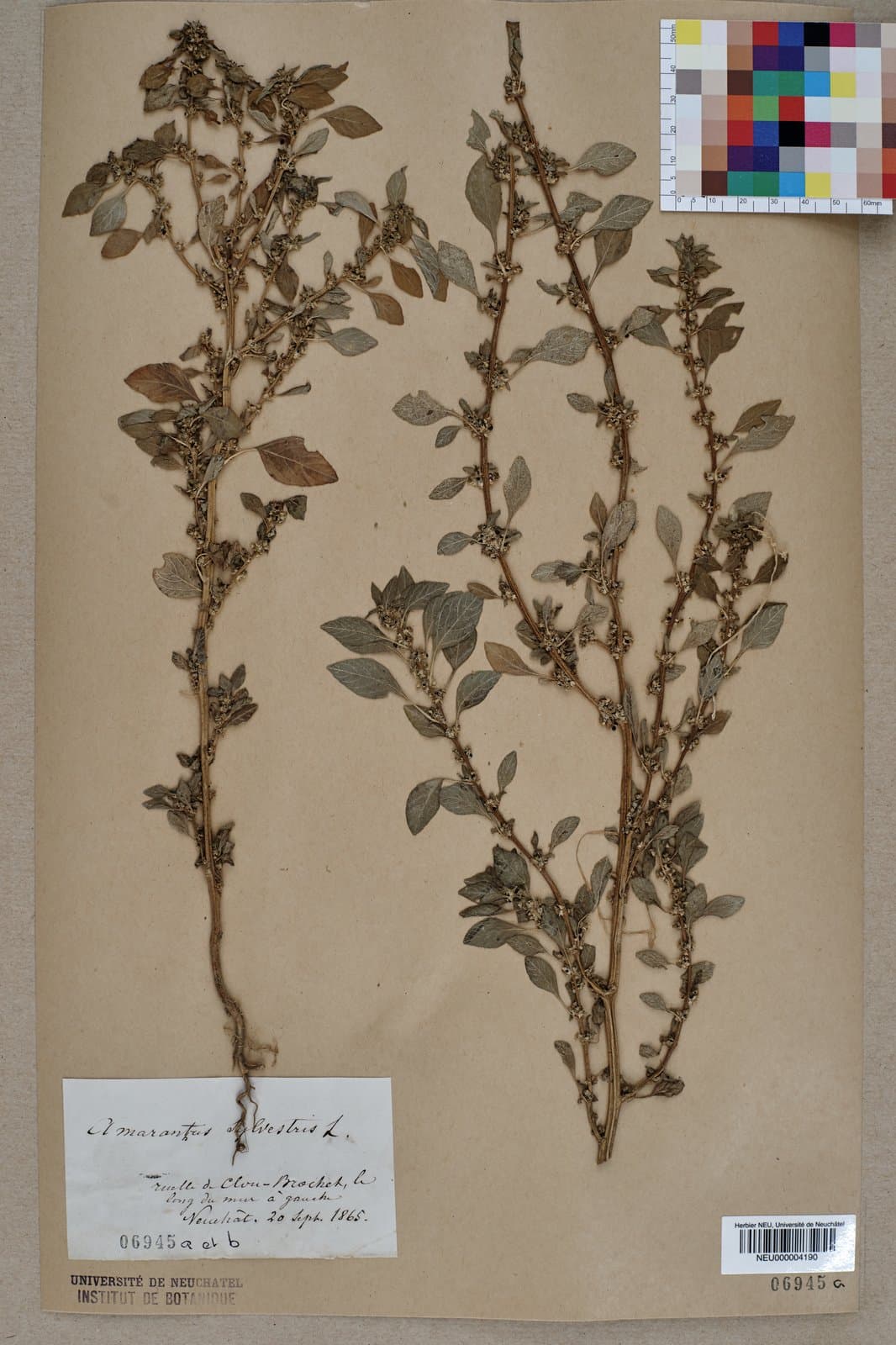 Amaranthus graecizans L.