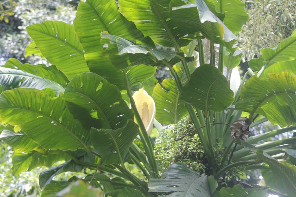 Monstera egregia Schott