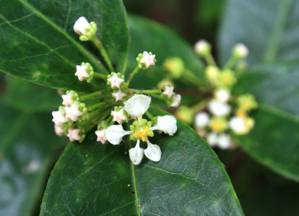 Malpighia urens L.
