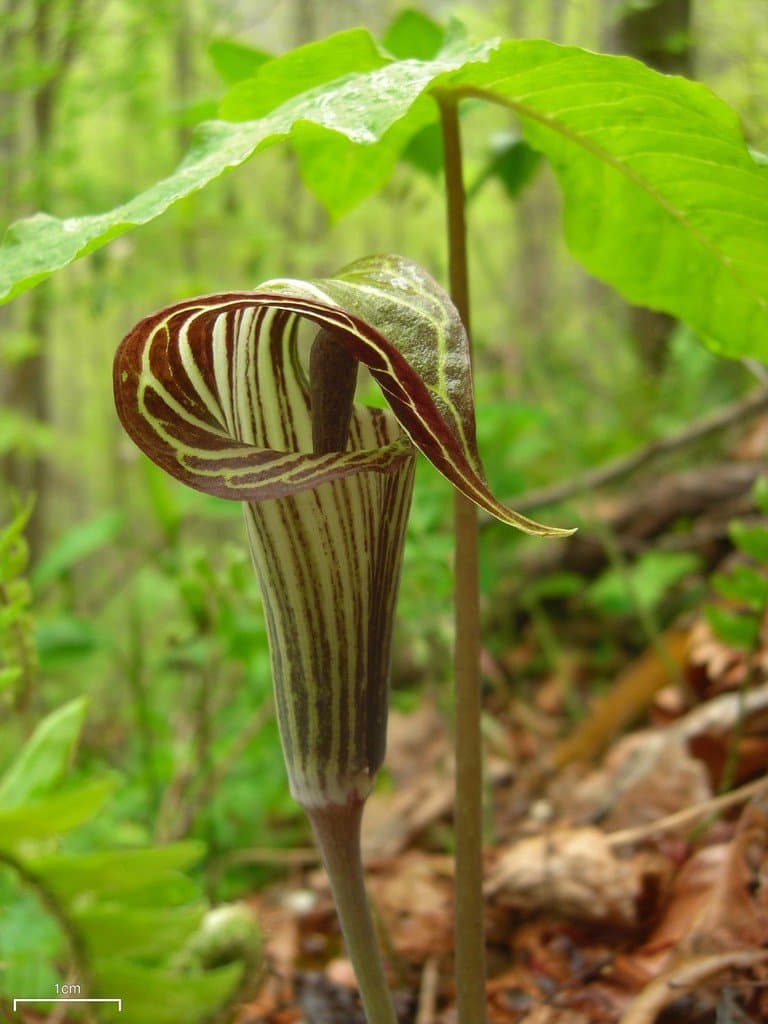 Arisaema triphyllum (L.) Schott
