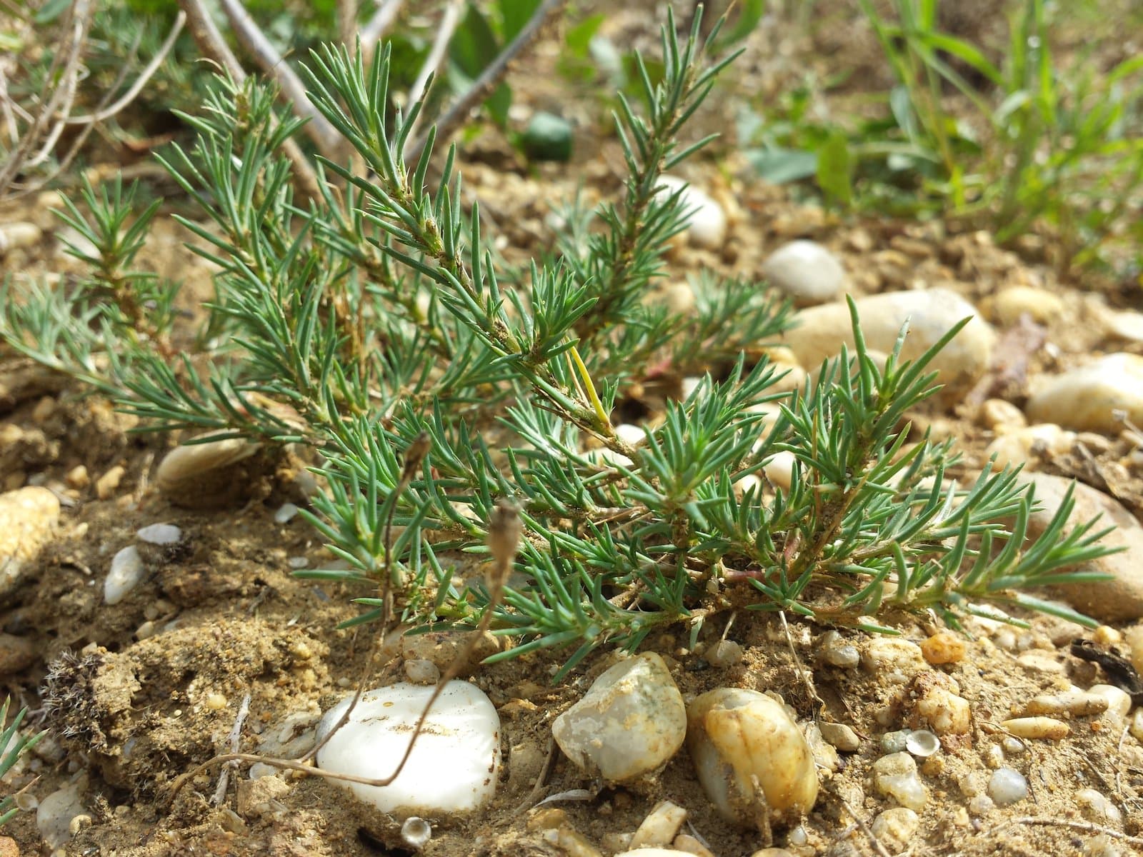 Polycnemum majus A.Braun