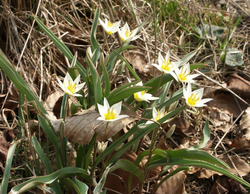 Tulipa turkestanica (Regel) Regel