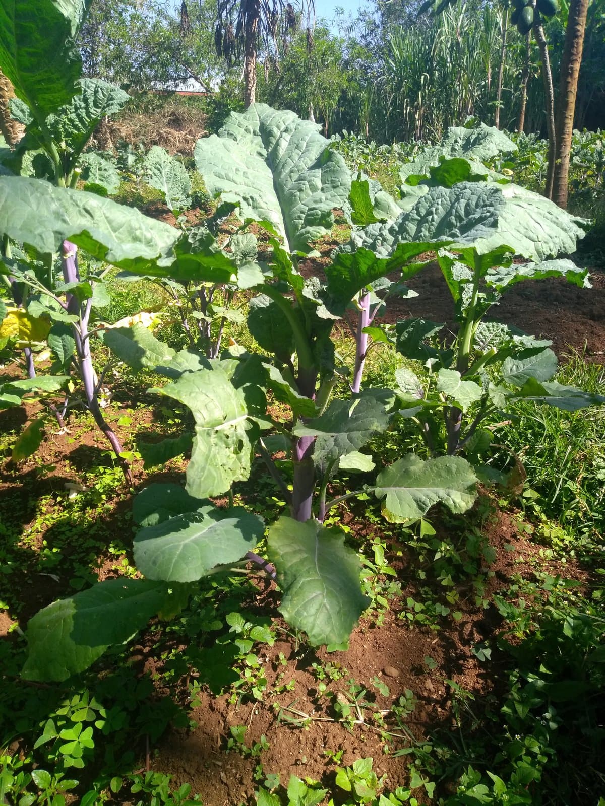 Brassica carinata A.Braun