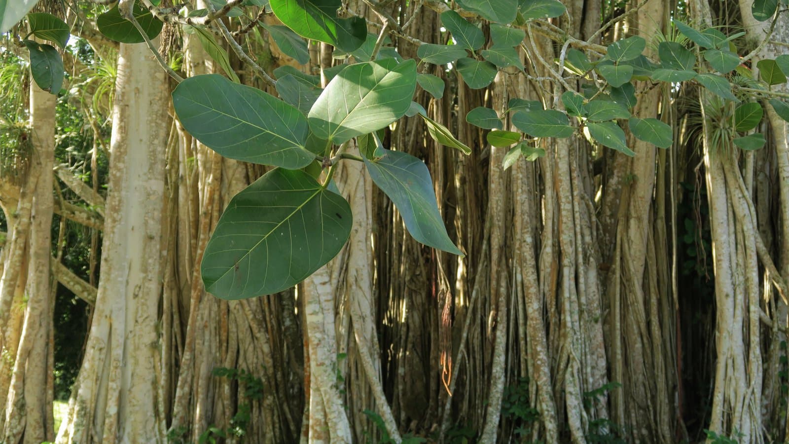 Ficus religiosa L.