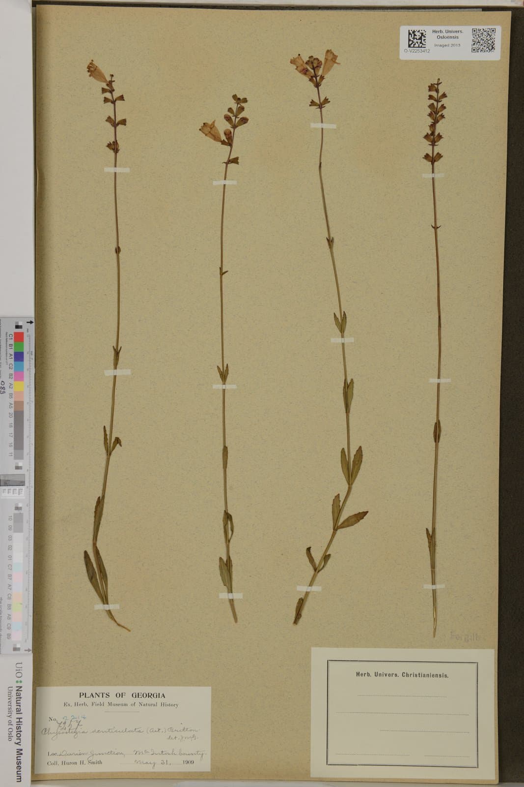 Physostegia denticulata Benth., 1829