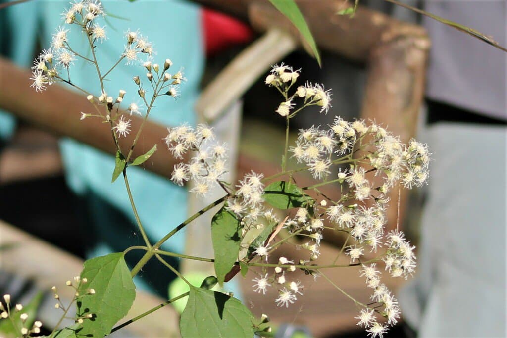 Chacoa pseudoprasiifolia (Hassl.) R.M.King & H.Rob.