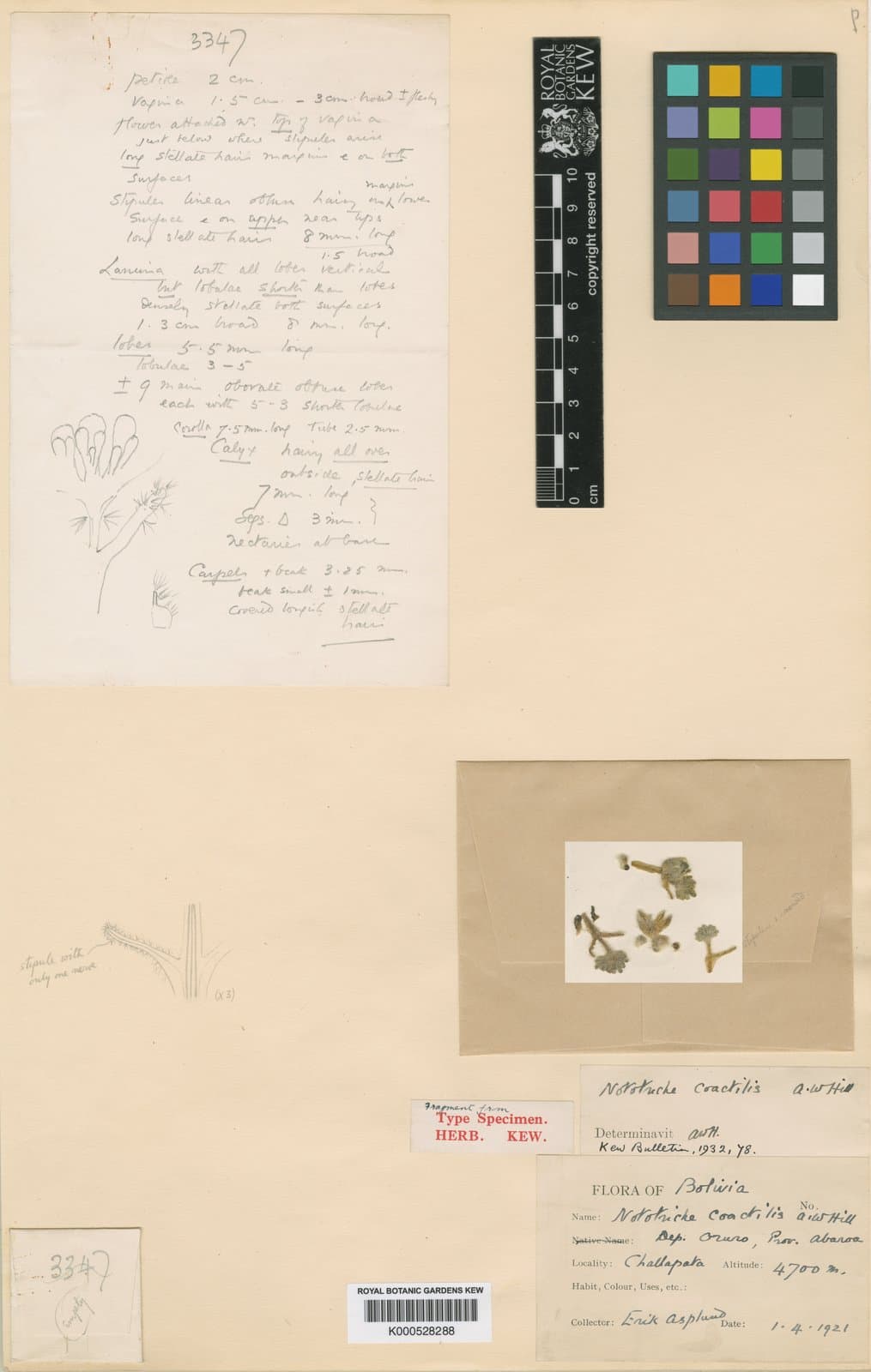 Nototriche coactilis A.W.Hill