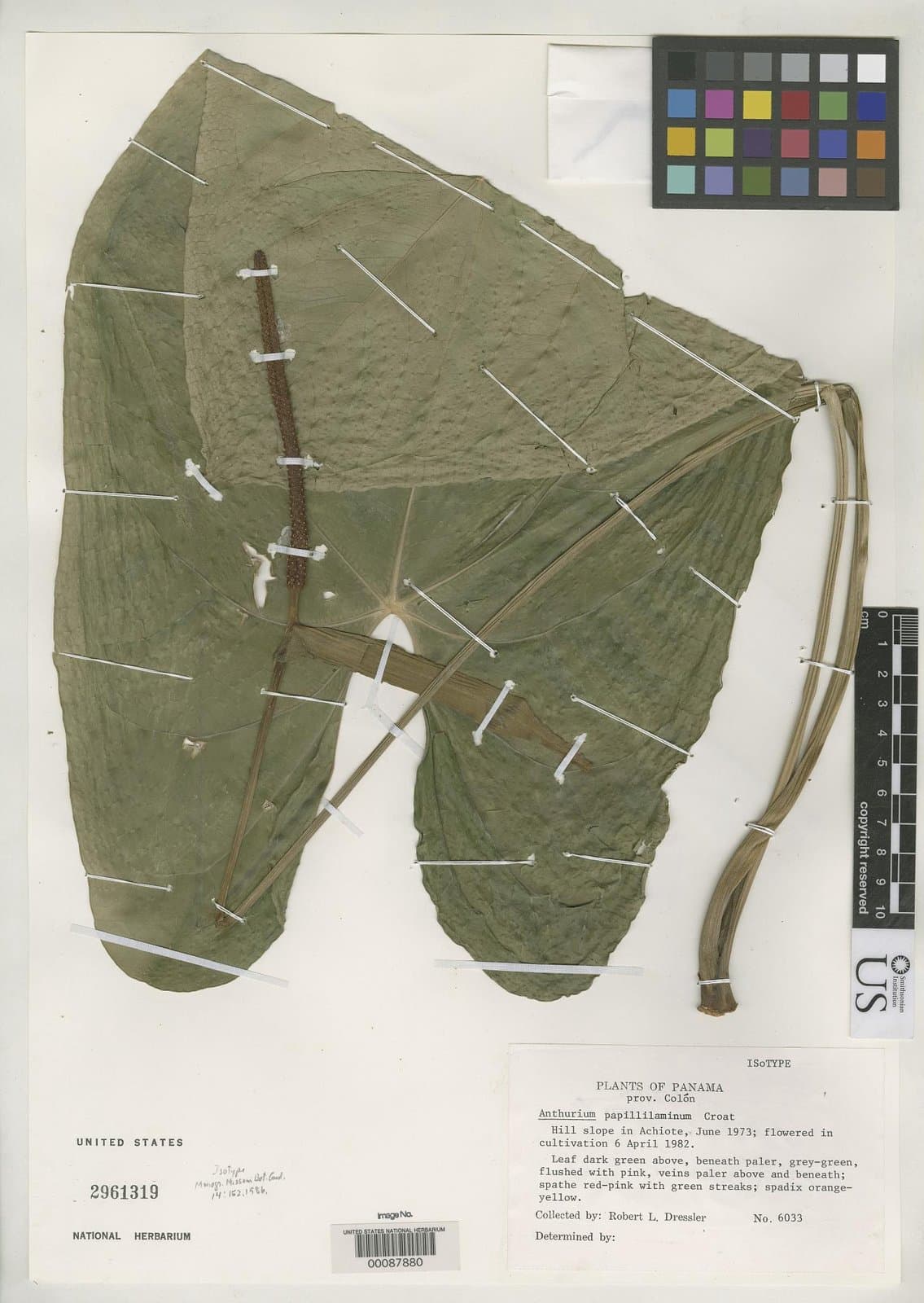 Anthurium papillilaminum Croat