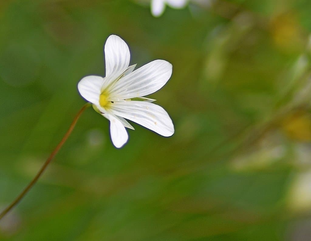 Moenchia mantica (L.) Bartl.