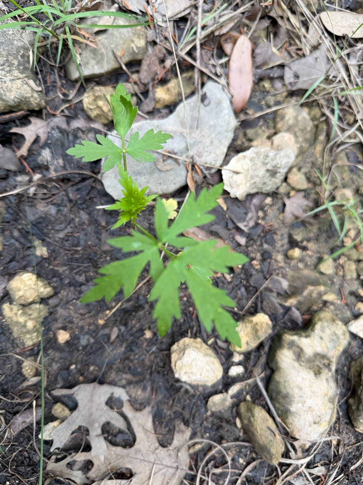 Daucosma laciniatum Engelm. & A.Gray