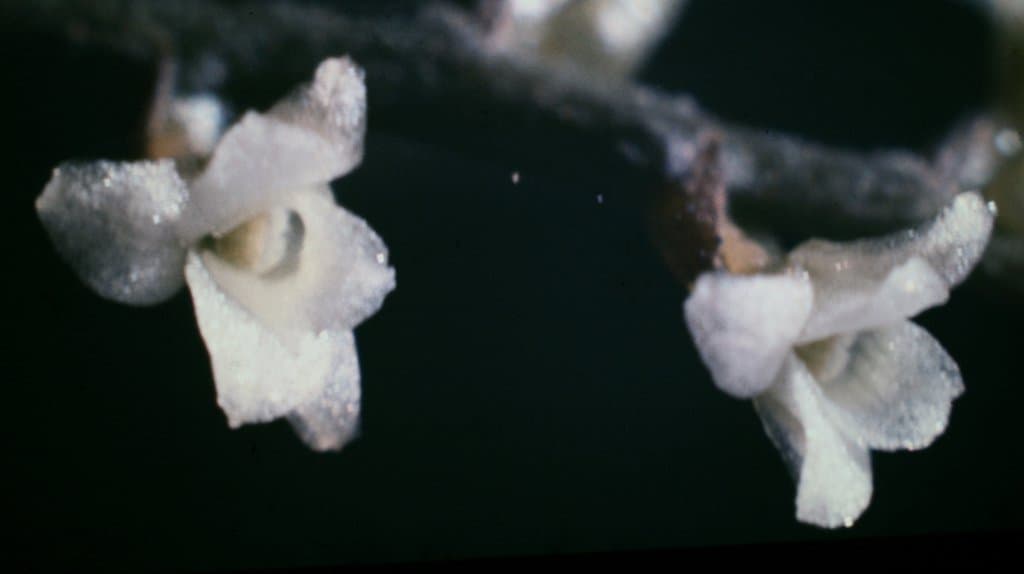 Campylocentrum fasciola (Lindl.) Cogn.