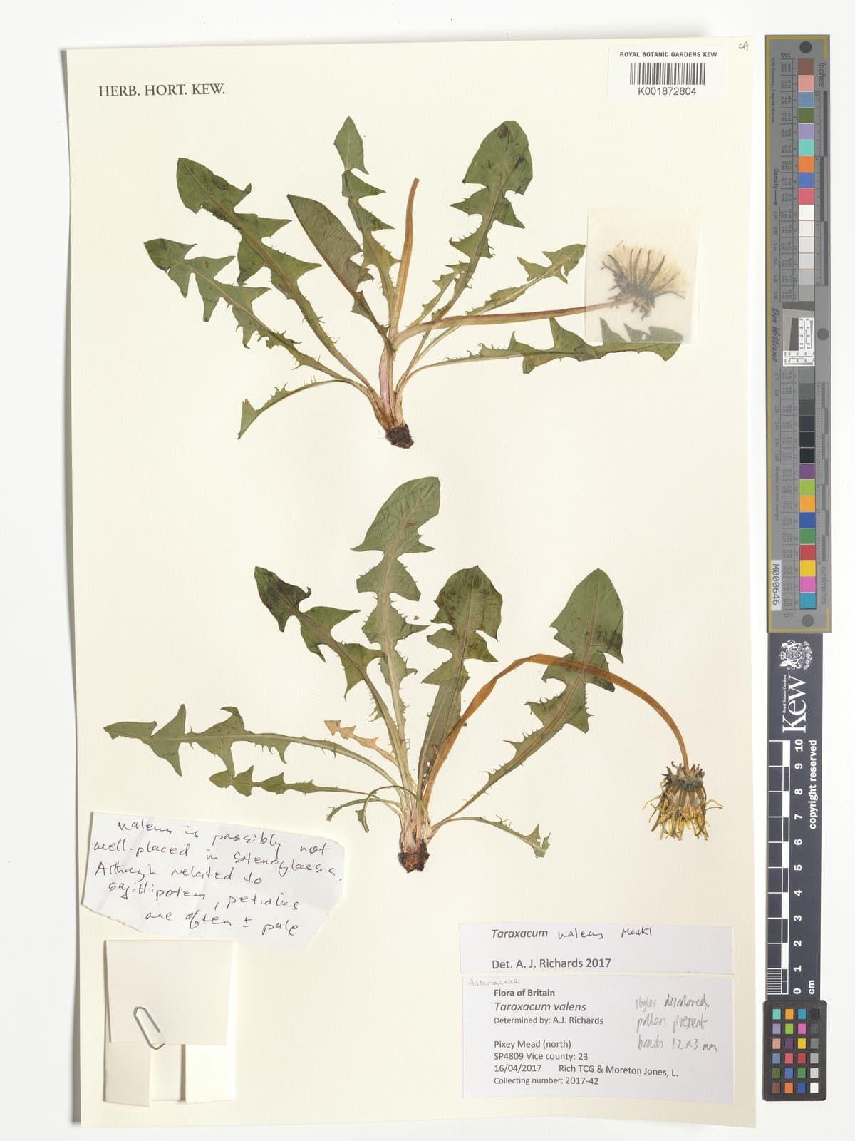 Taraxacum valens Markl.