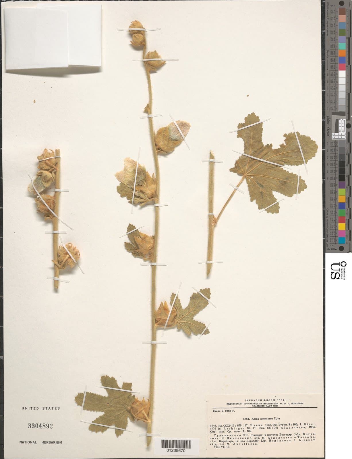Alcea antoninae Iljin