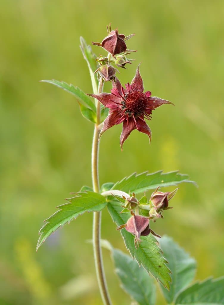Comarum palustre L.