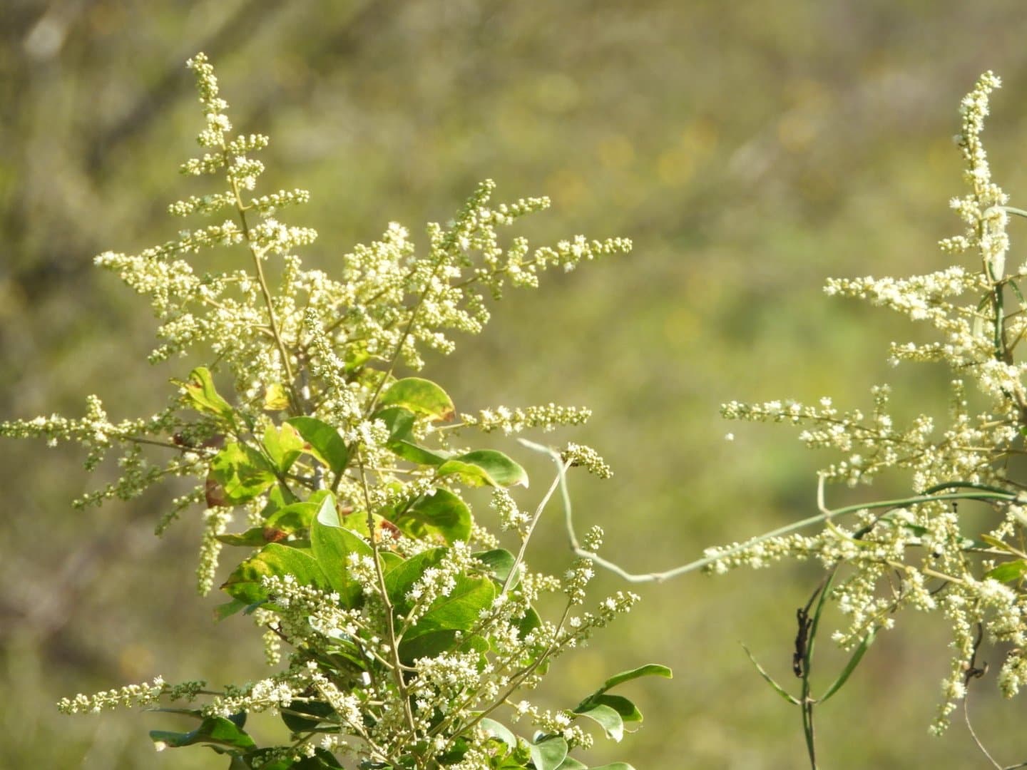 Sapindus saponaria L.