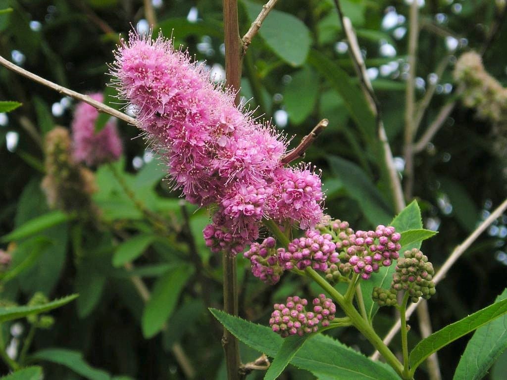 Spiraea ×pseudosalicifolia Silverside