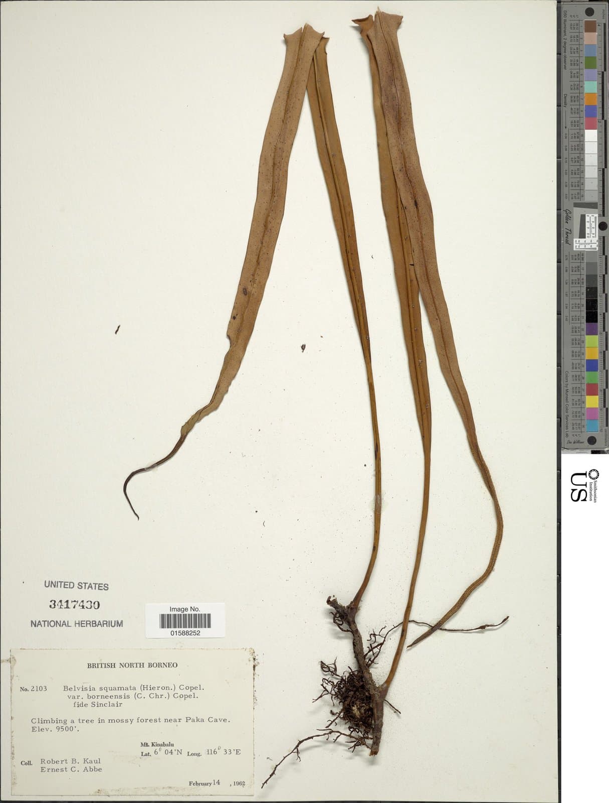 Lepisorus squamatus (A.R.Sm. & X.C.Zhang) C.F.Zhao, R.Wei & X.C.Zhang