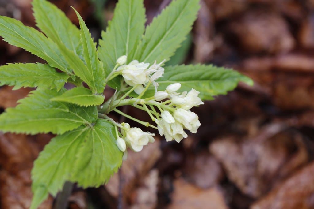 Cardamine enneaphyllos (L.) Crantz