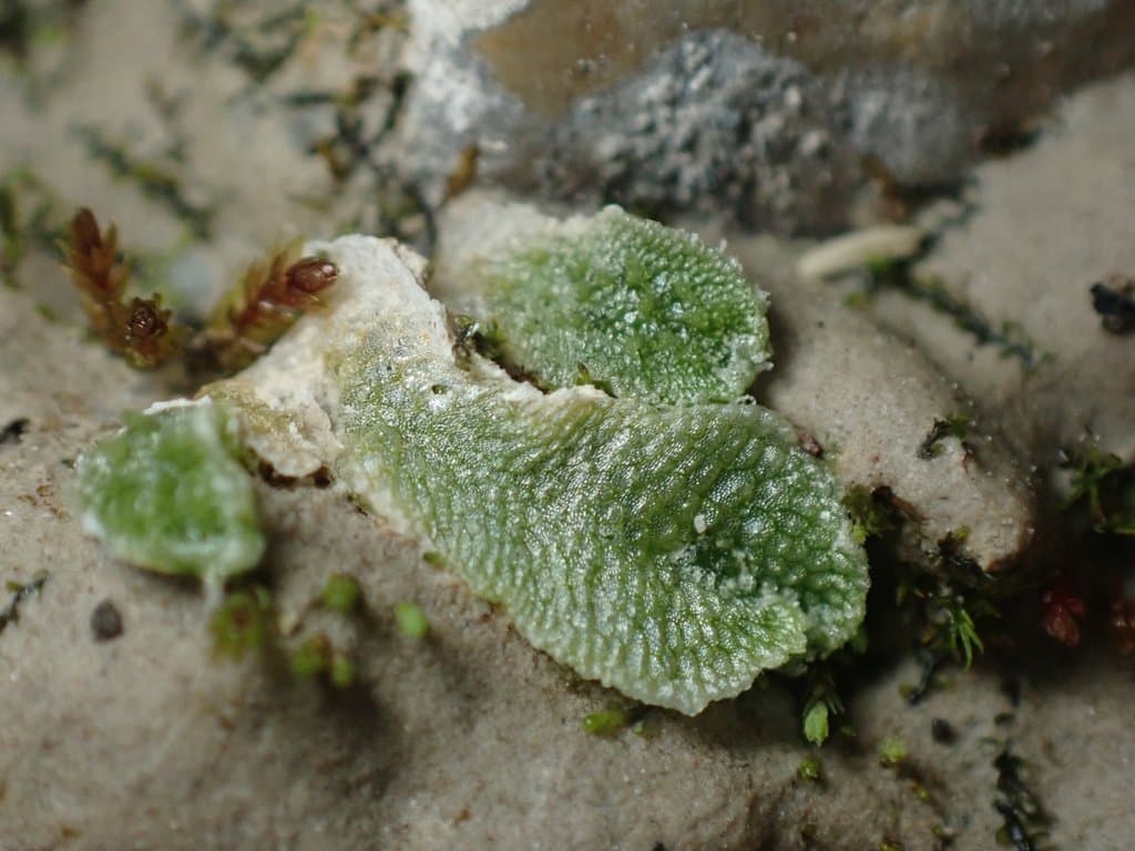 Sauteria alpina (Nees) Nees