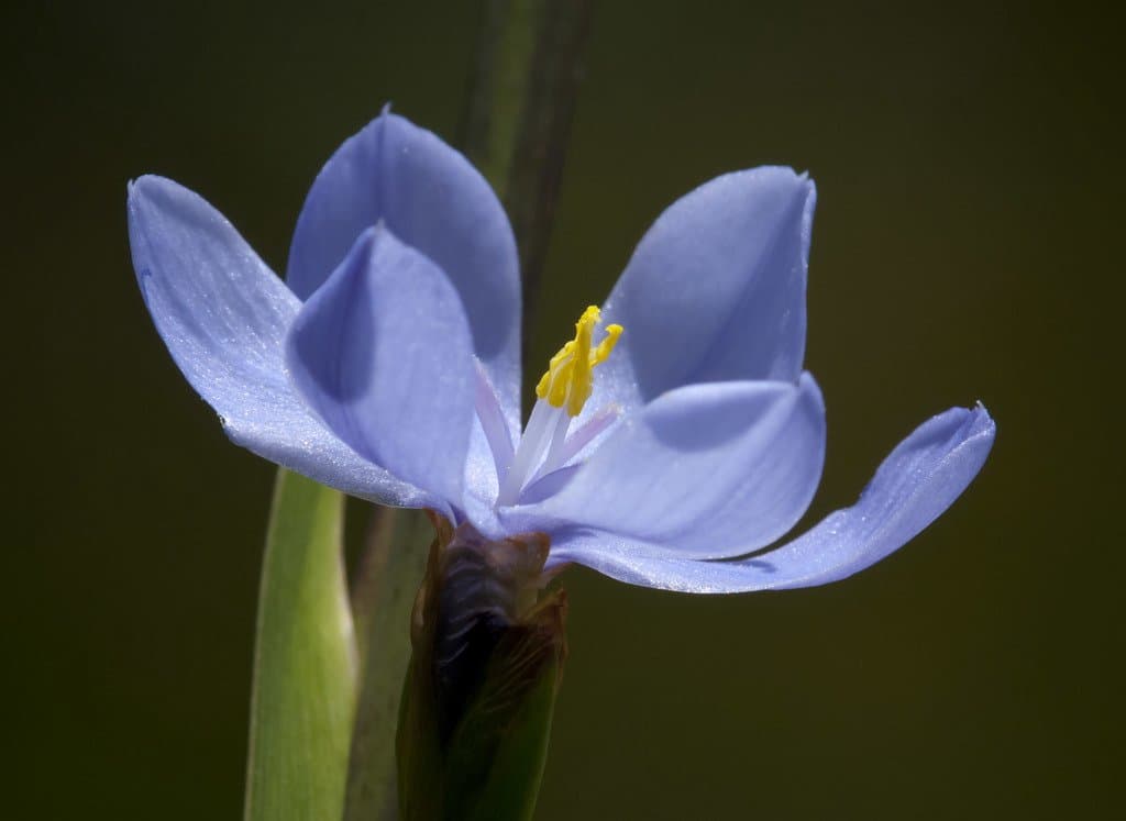 Orthrosanthus chimboracensis (Kunth) Baker