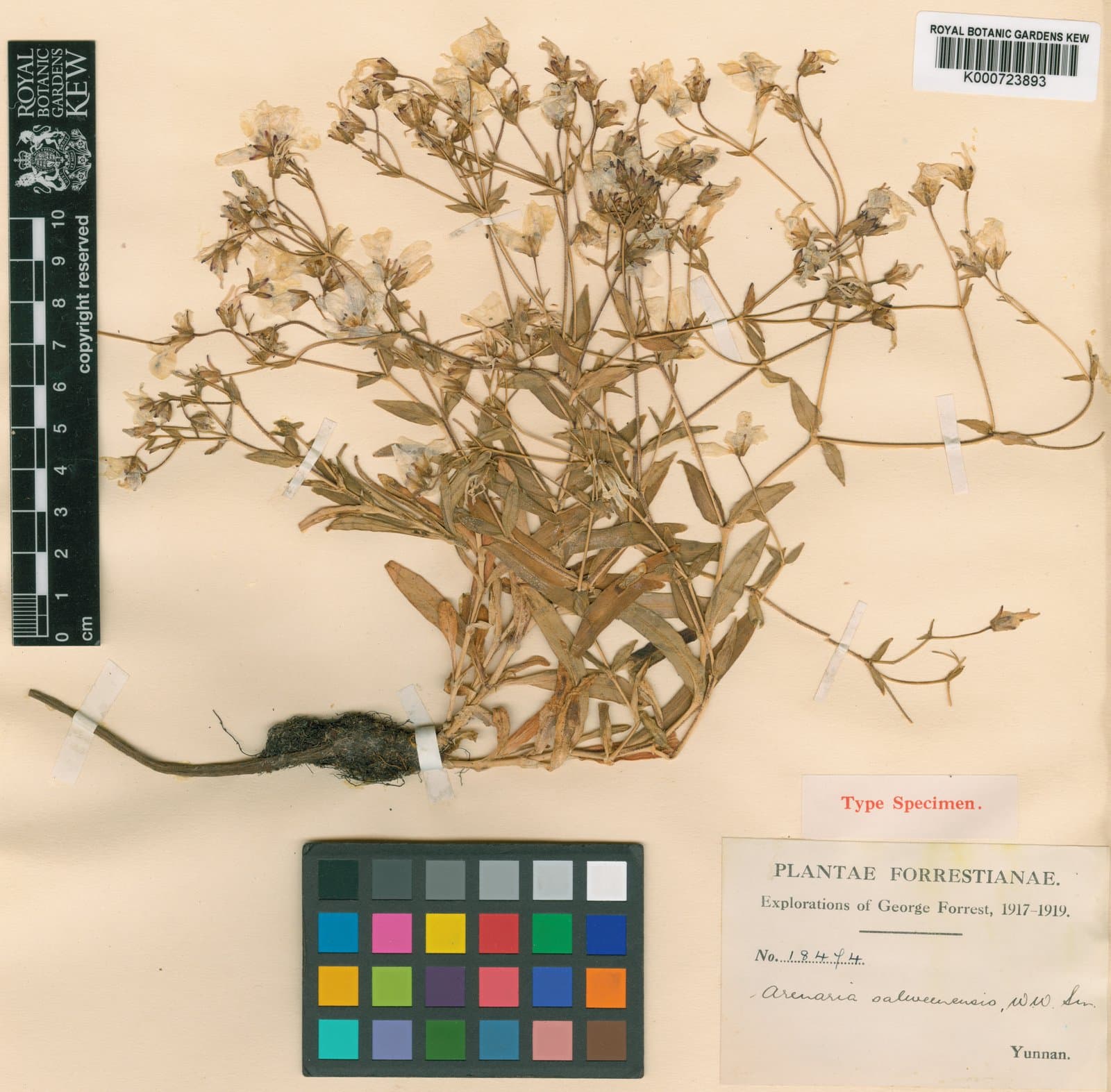 Odontostemma salweenense (W.W.Sm.) Rabeler & W.L.Wagner