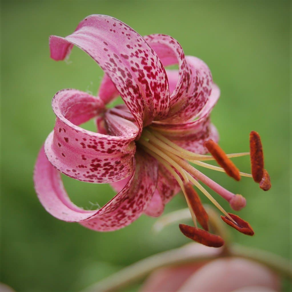 Lilium martagon L.