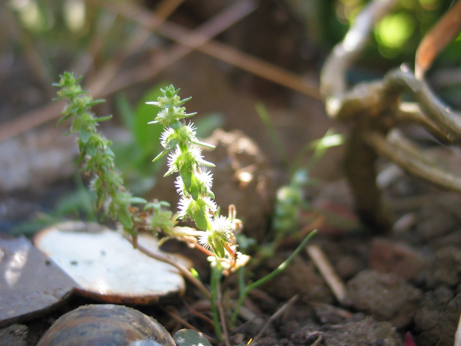 Valantia hispida L.