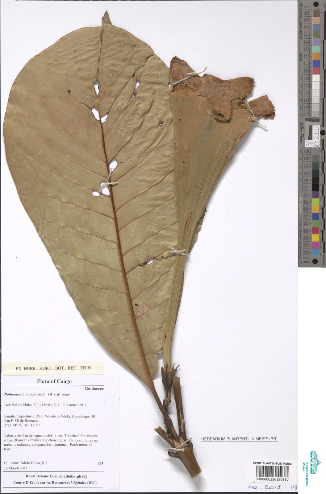 Rothmannia macrocarpa (Hiern) Keay