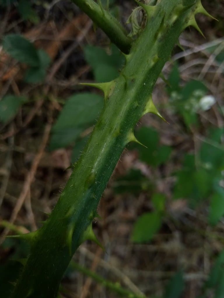Rubus clusii Borbás
