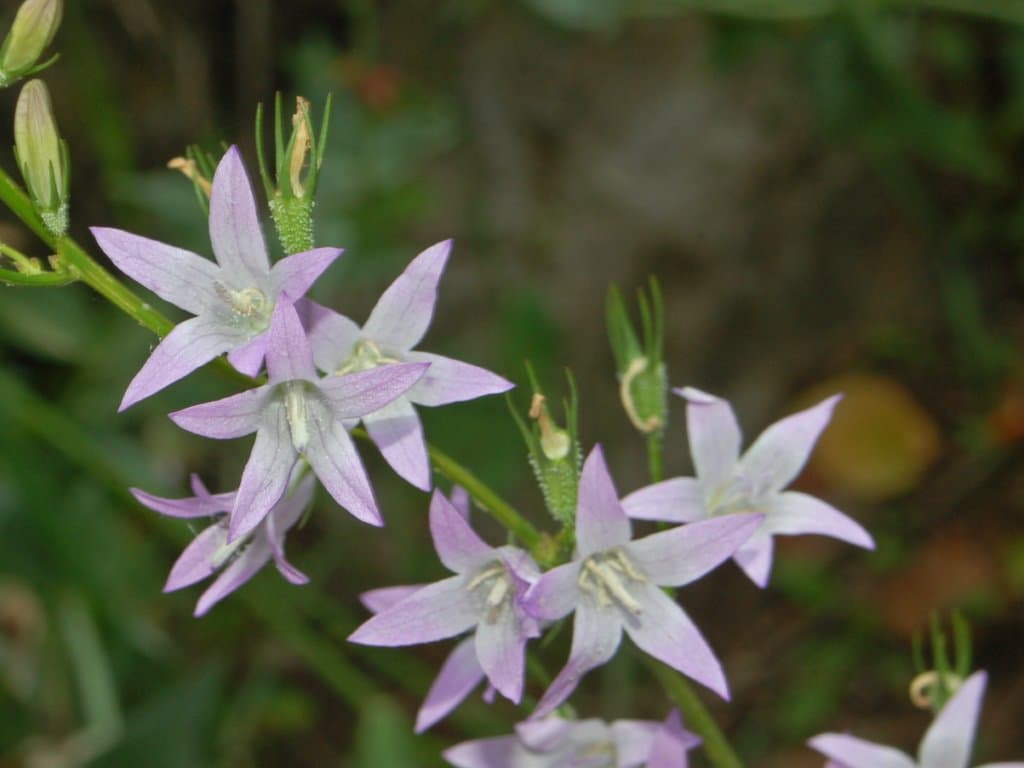 Campanula rapunculus L.