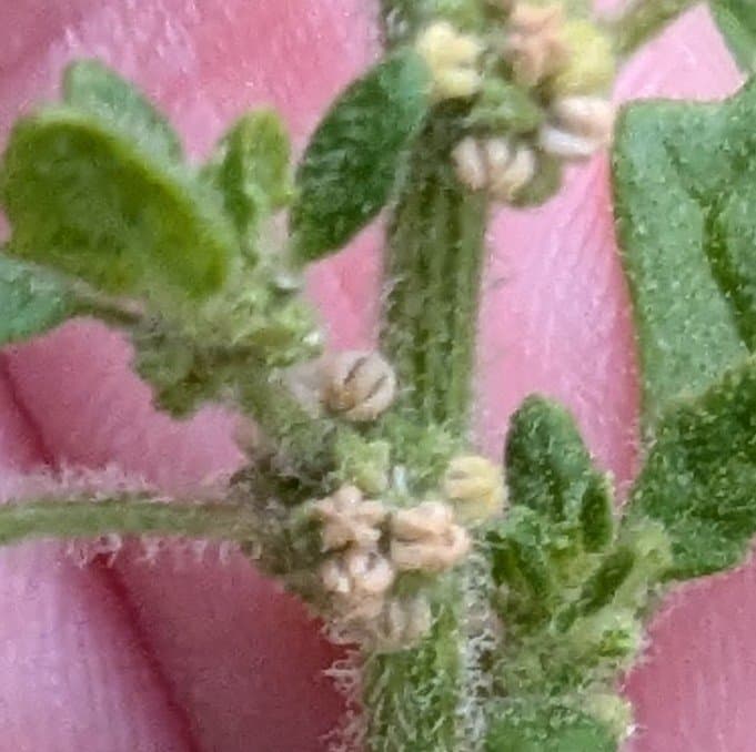 Dysphania pumilio (R.Br.) Mosyakin & Clemants