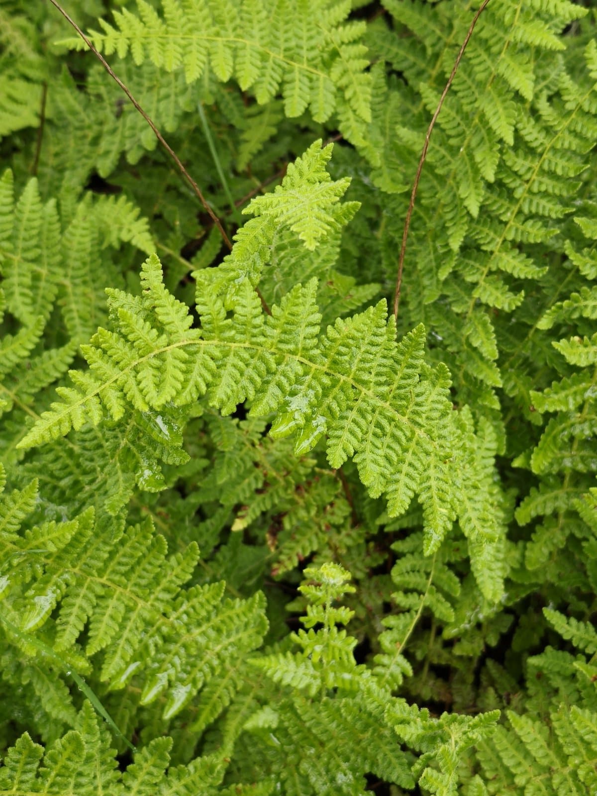 Physematium molle Kaulf.
