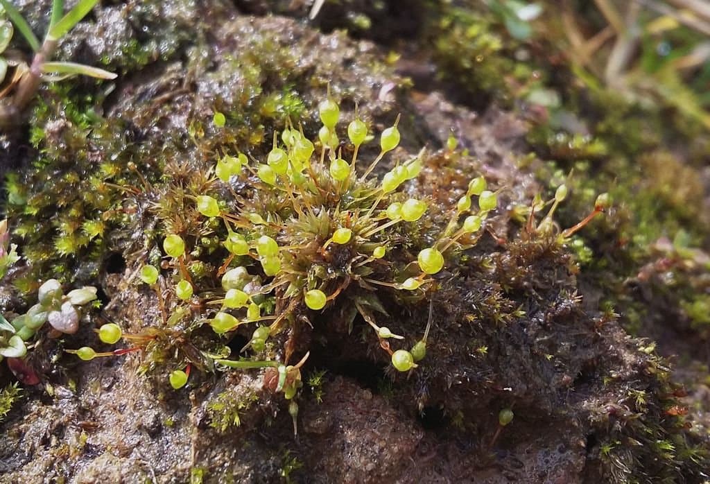 Entosthodon fascicularis (Hedw.) Müll.Hal.