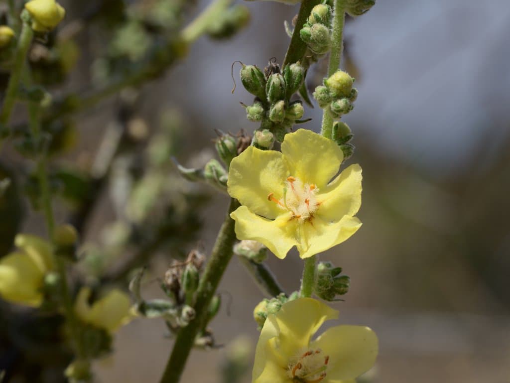 Verbascum pulverulentum Vill.