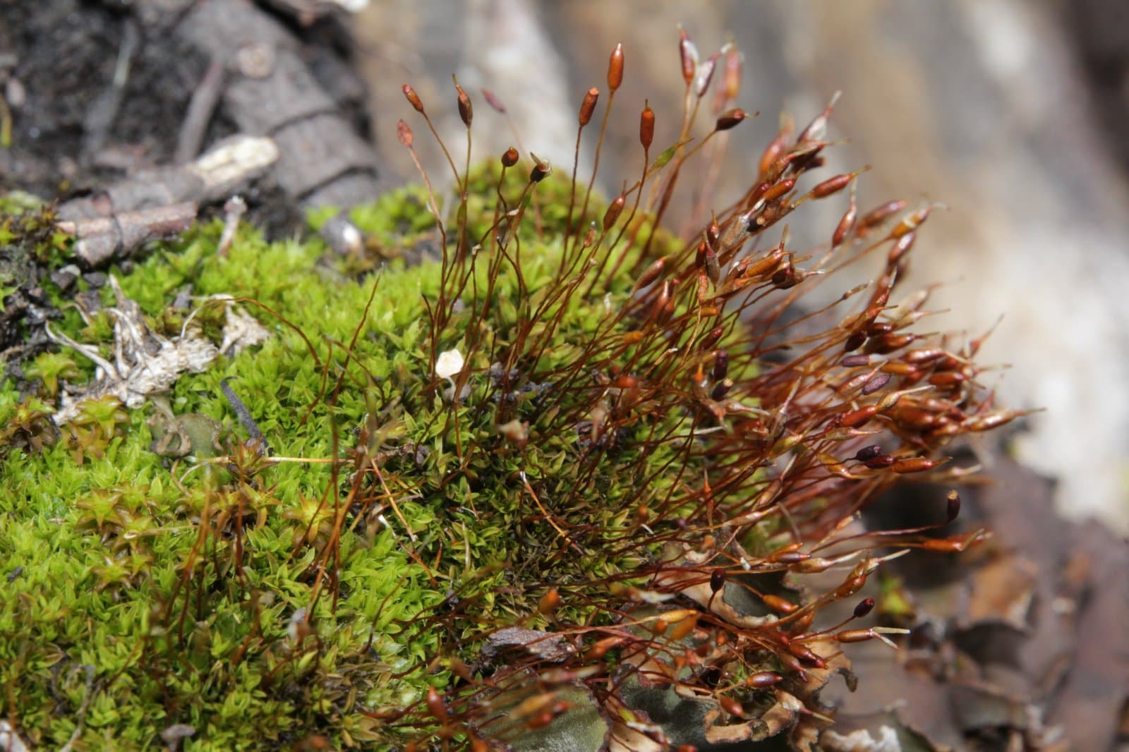 Tortula hoppeana (Schultz) Ochyra