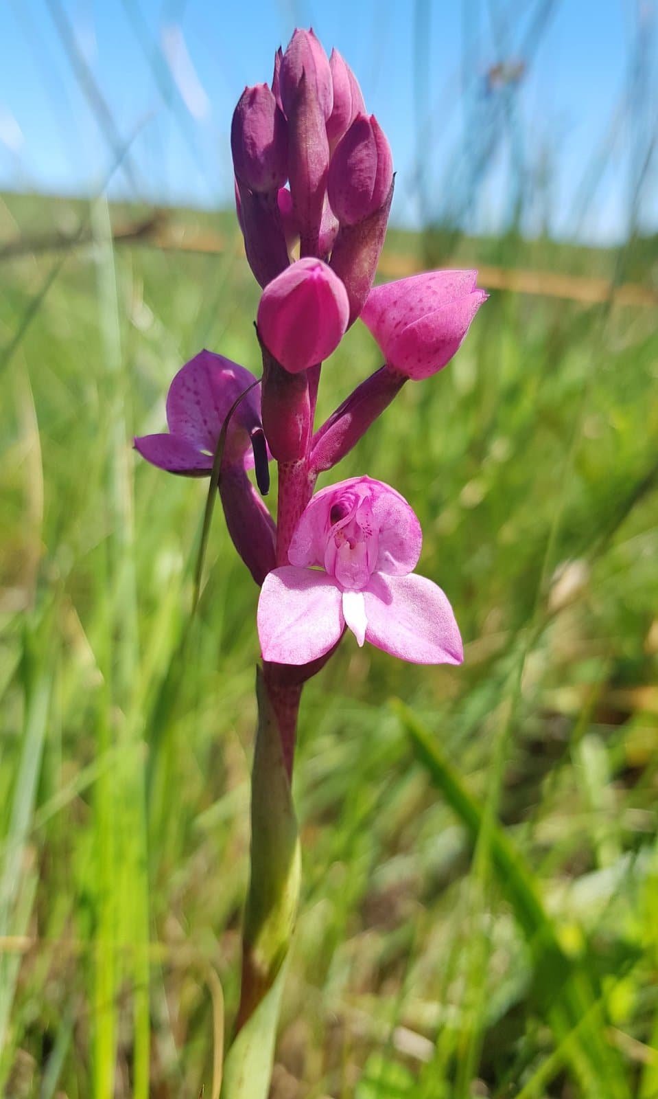 Disa caffra Bolus