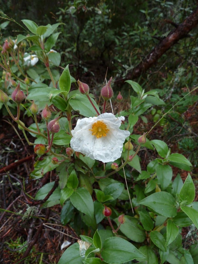 Cistus laurifolius L.