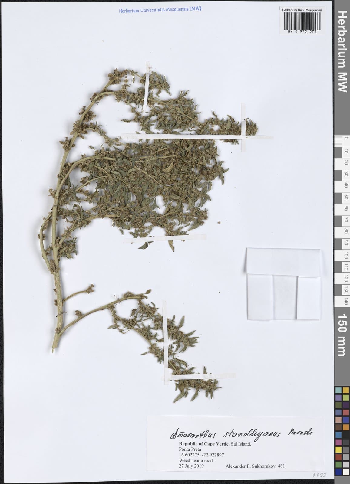 Amaranthus standleyanus Parodi ex Covas
