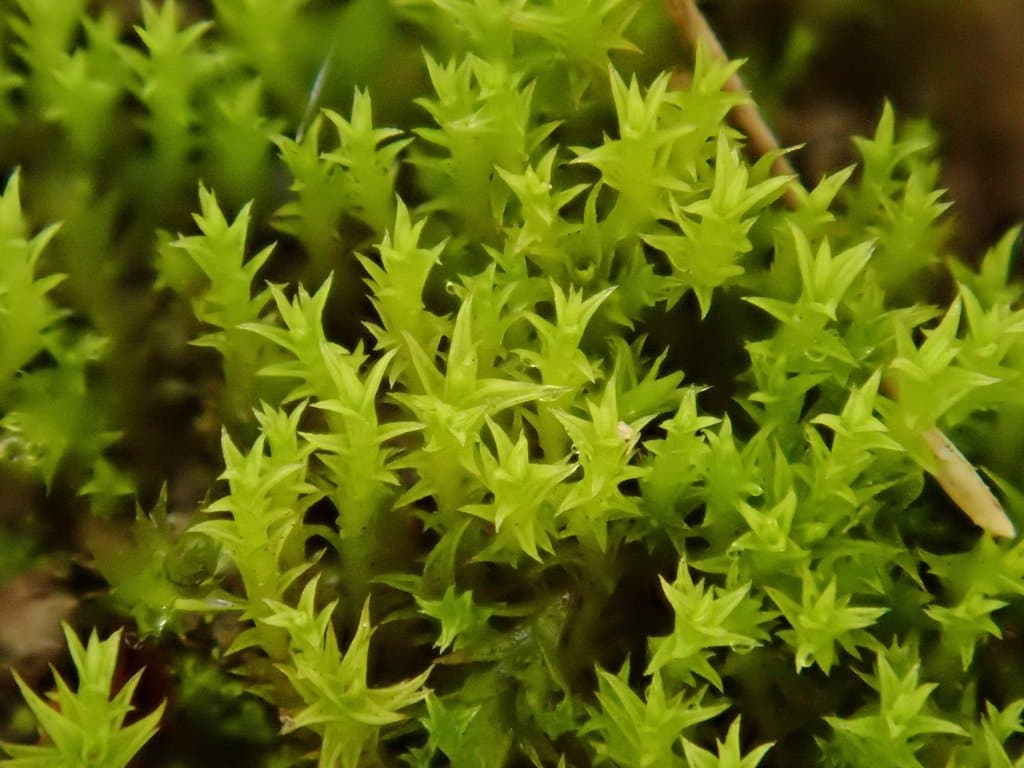 Pseudocrossidium hornschuchianum (Schultz) R.H.Zander