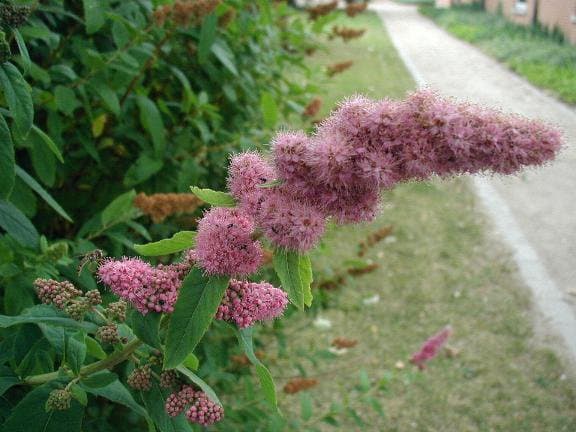 Spiraea salicifolia L.