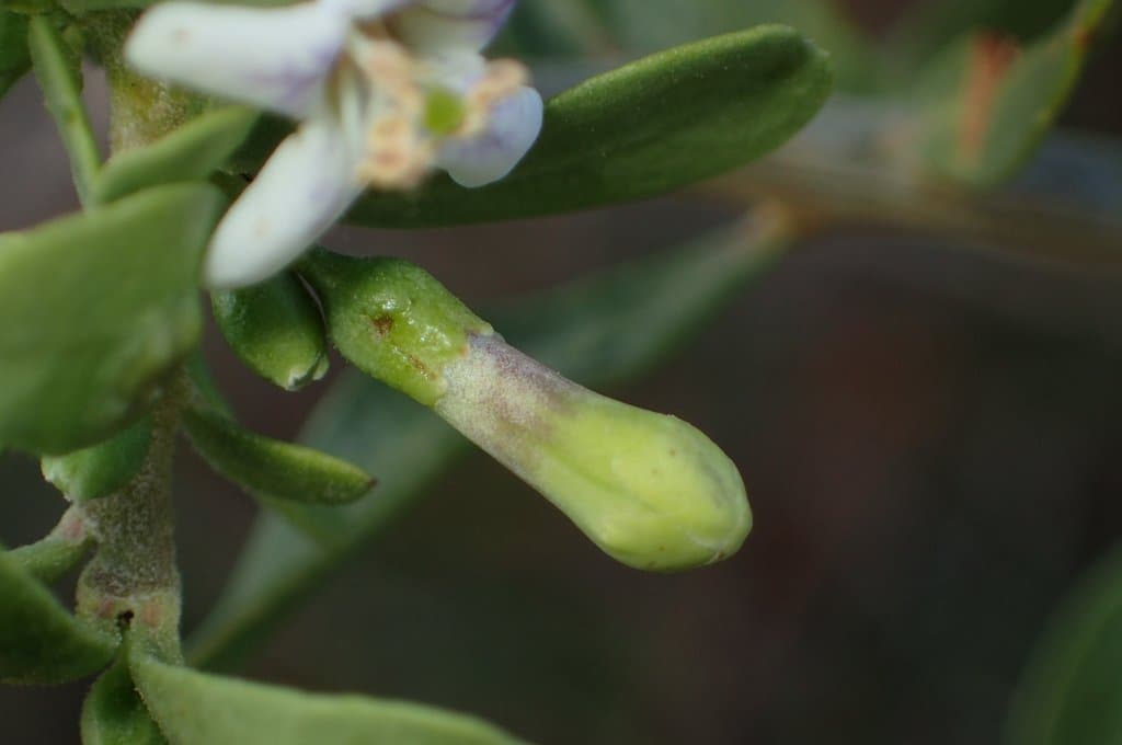 Lycium europaeum L.